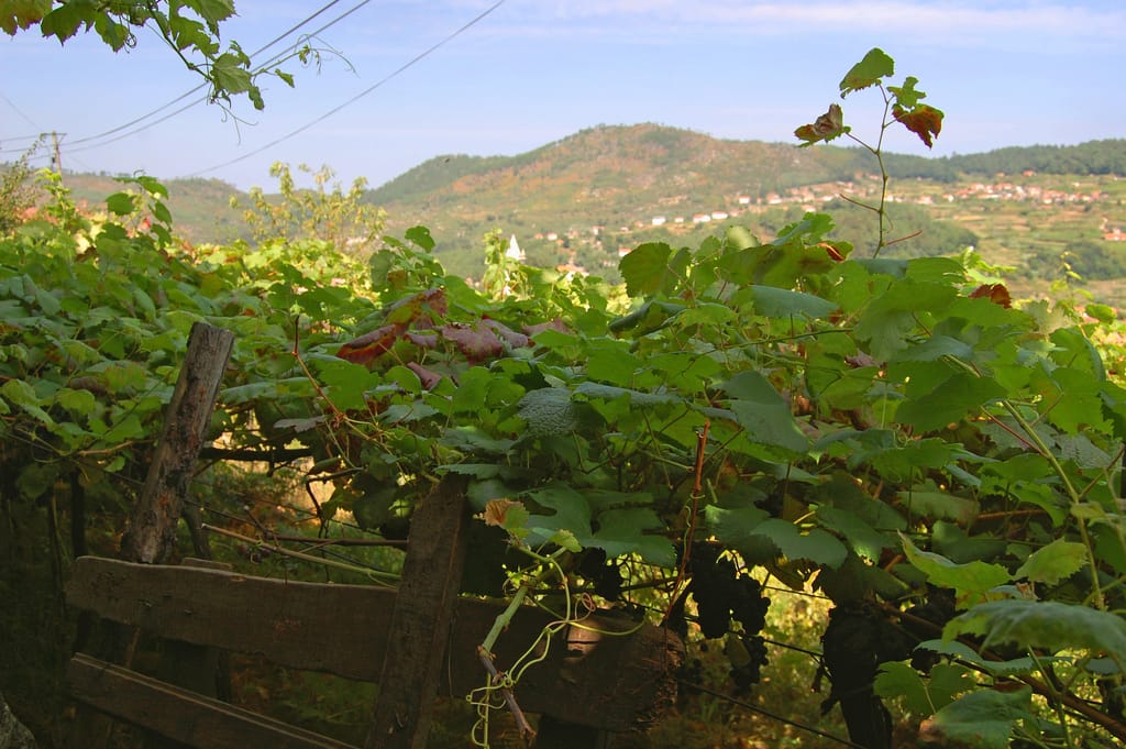 Portugal’s Wine Regions: From Vinho Verde to the Algarve — Portugal guide